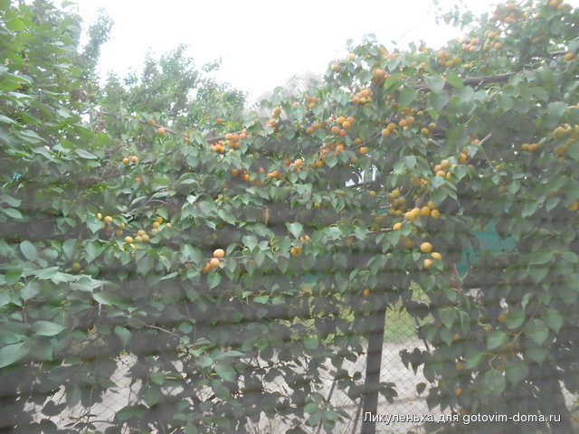 DSCN1654.jpg