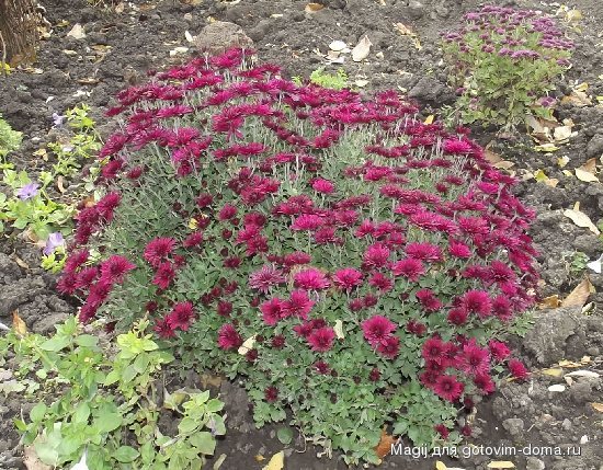 DSCF1573.JPG