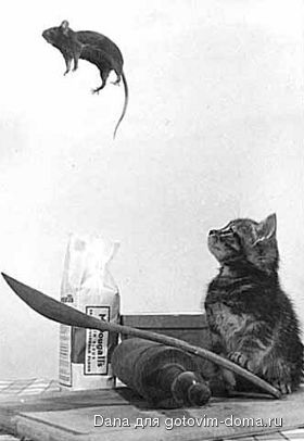 Katze5.jpg