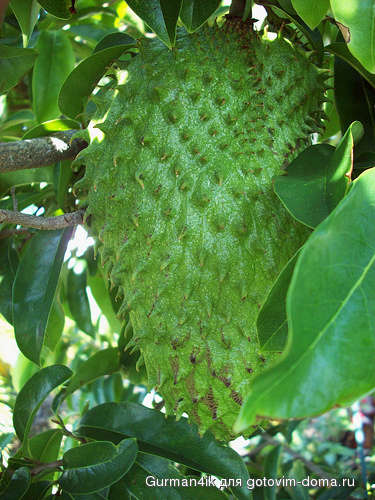 Guanabana.jpg