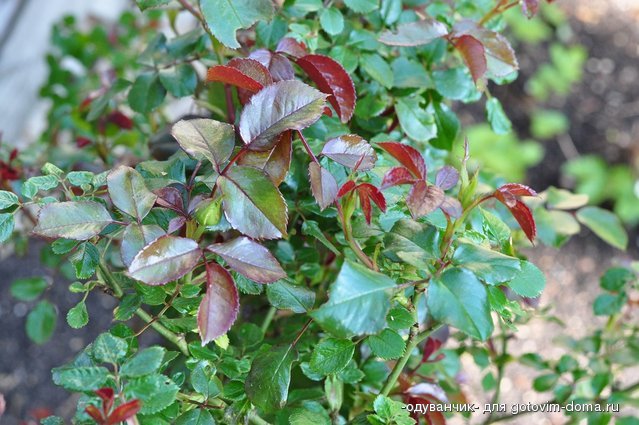 DSC_4245.JPG