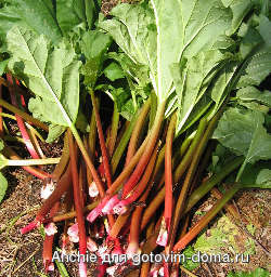 rhubarуb.jpg