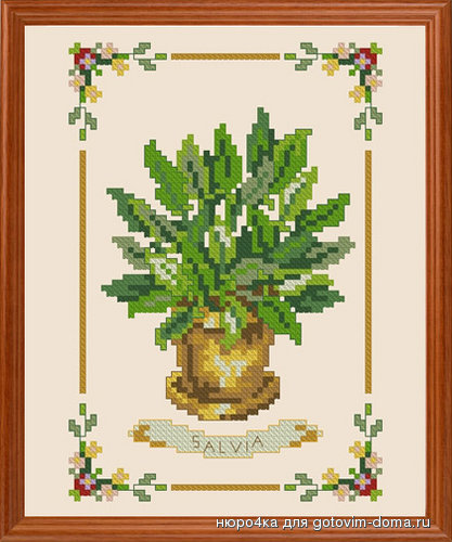 Salvia.jpg