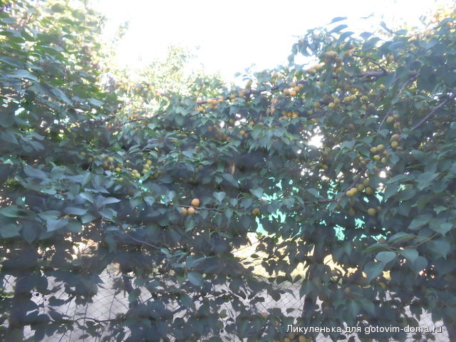 DSCN1570.jpg