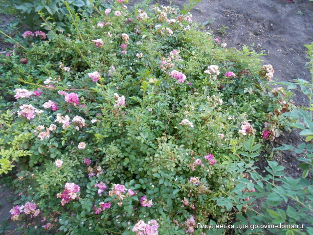 DSCN1479.JPG