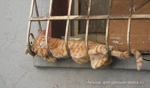 1236764071_cat_37.jpg