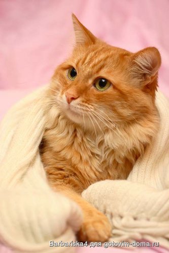 кот.jpg