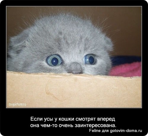 fakti_o_koshkah088.jpg