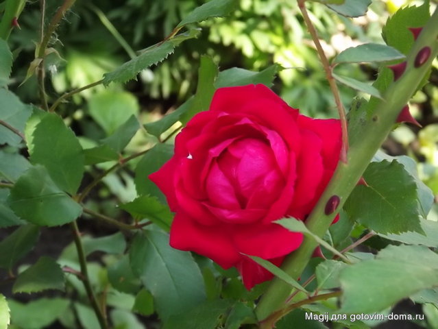 DSCF1419.jpg