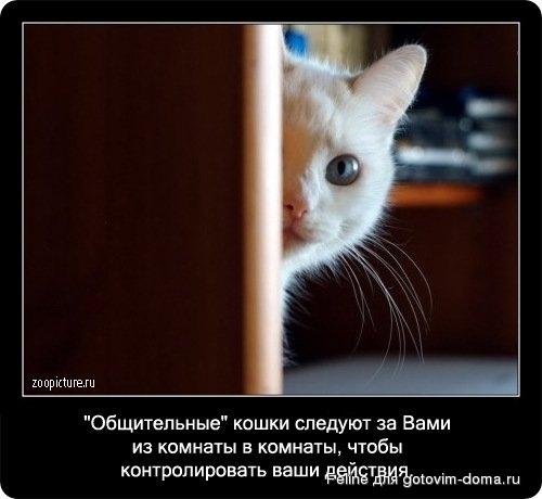 fakti_o_koshkah036.jpg