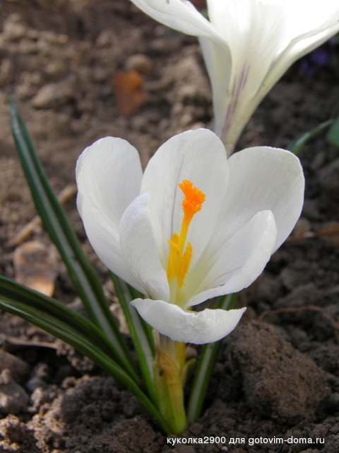 2403 2.jpg