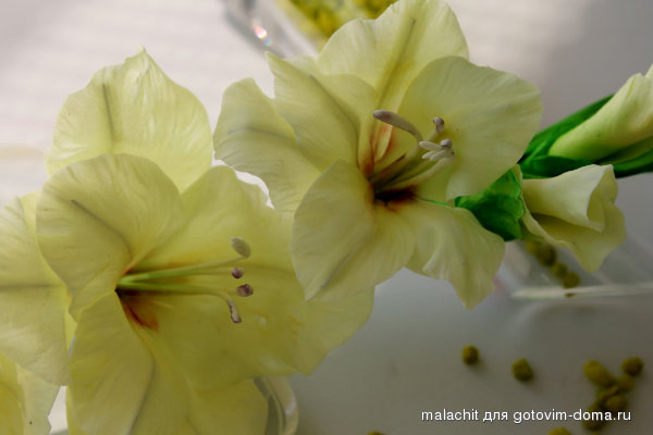 gladiolus.jpg