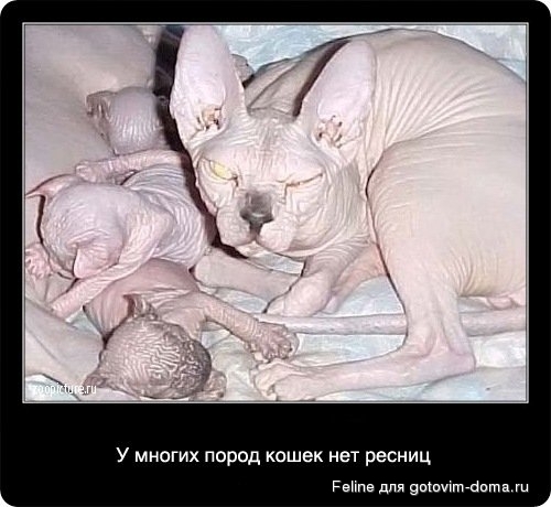 fakti_o_koshkah002.jpg