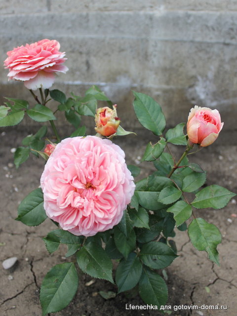 IMG_966322.JPG