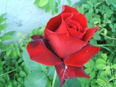 DSCF9746.JPG