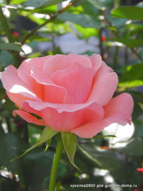 2805 2.jpg