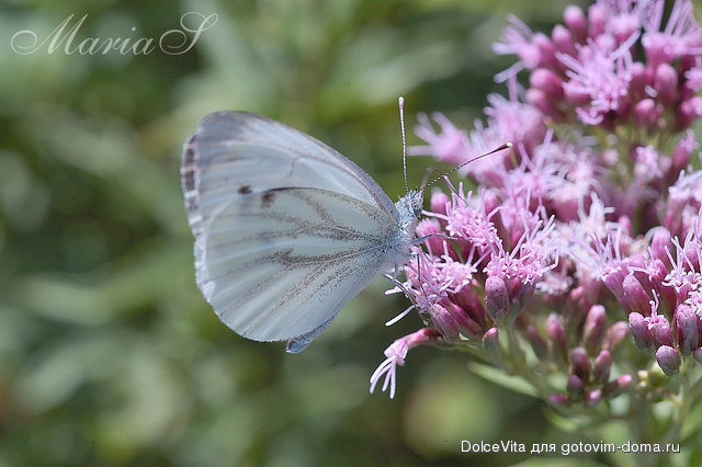 DSC_0292c.jpg