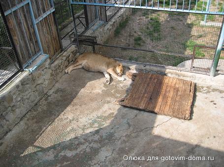 109-0956_IMG львица.JPG