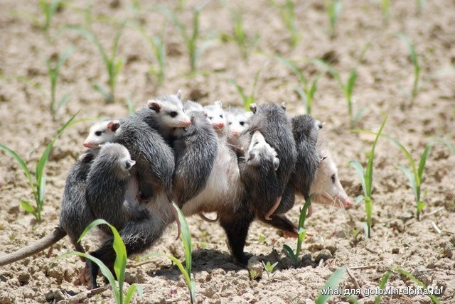 1219925028_rats_02.jpg