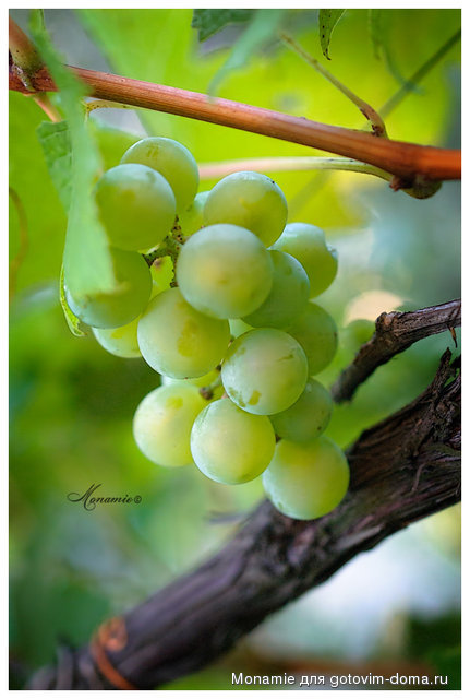vinograd1.jpg