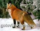 фокси.jpeg