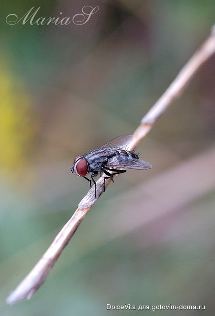 DSC_0256c.jpg