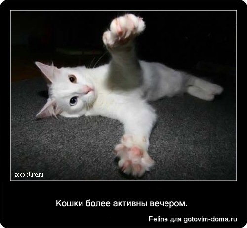 fakti_o_koshkah047.jpg