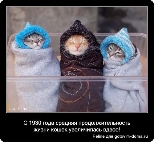 fakti_o_koshkah030.jpg