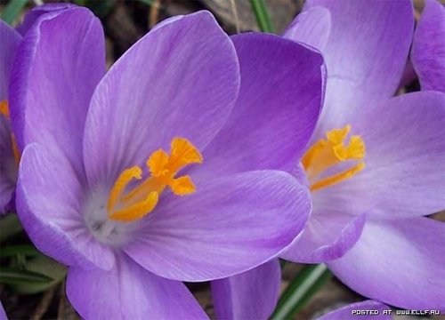 1180568925_flower_17[1].jpg