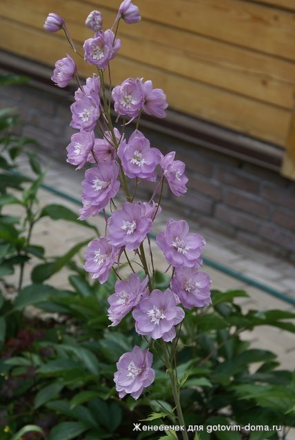 DSC04780.JPG