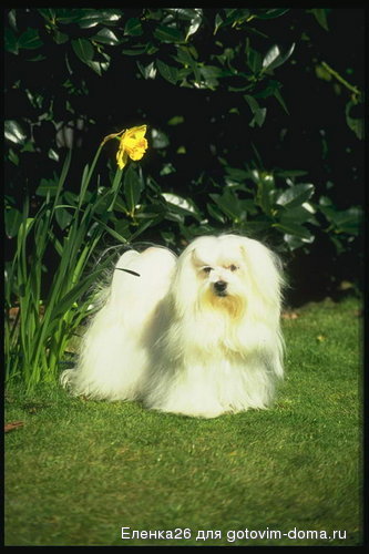 foto_dogs_05[1].jpg