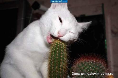 Katze-kakten.jpg