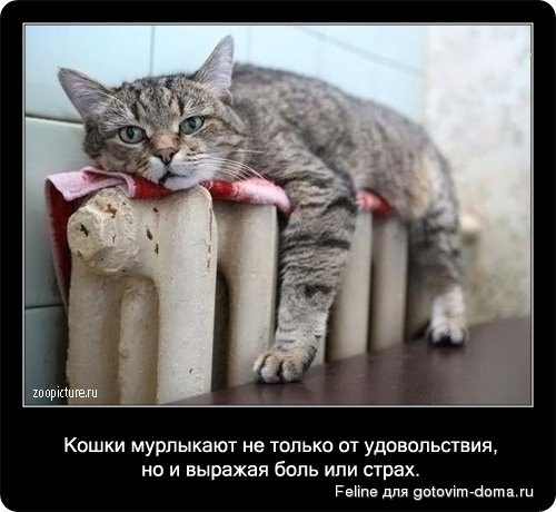 fakti_o_koshkah042.jpg