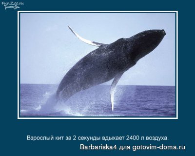 кит.jpg