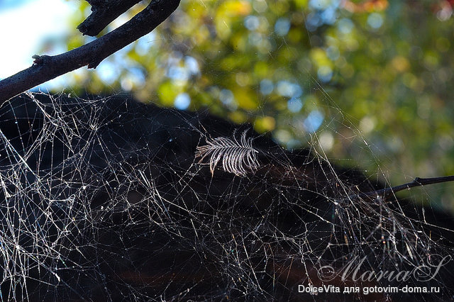 DSC_0330c.jpg