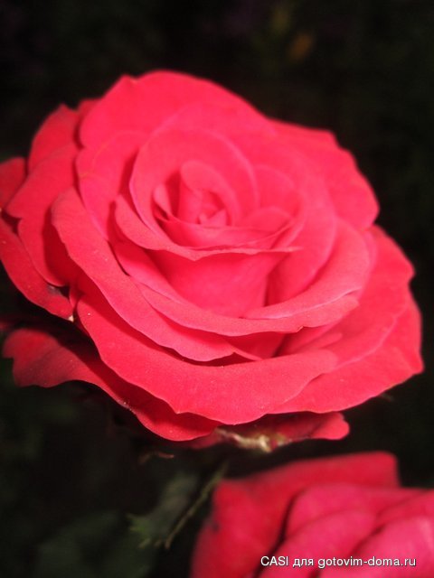 IMG_7799.JPG