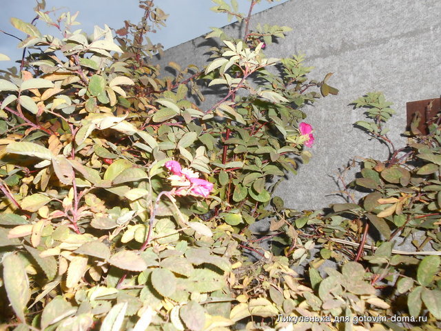 DSCN3109.jpg