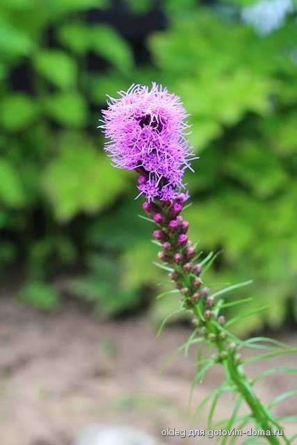IMG_6728.jpg