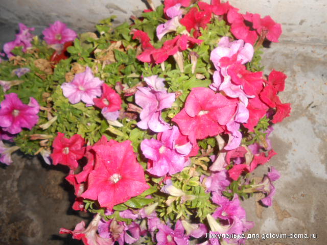 DSCN1187.JPG