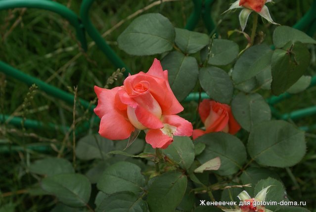 DSC04298.JPG