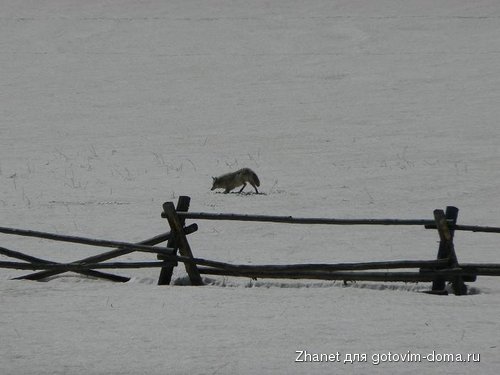 yellowstone 075.JPG