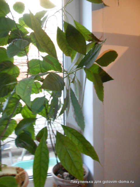 DSCN4784.JPG
