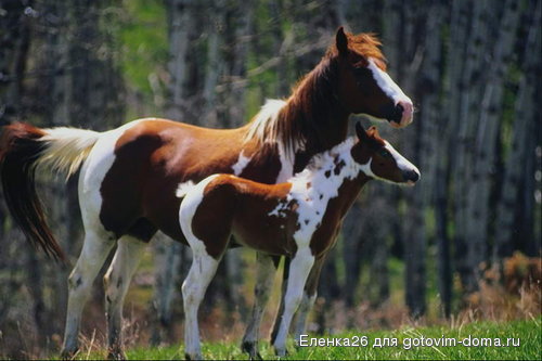 foto_horse_pony_03[1].jpg