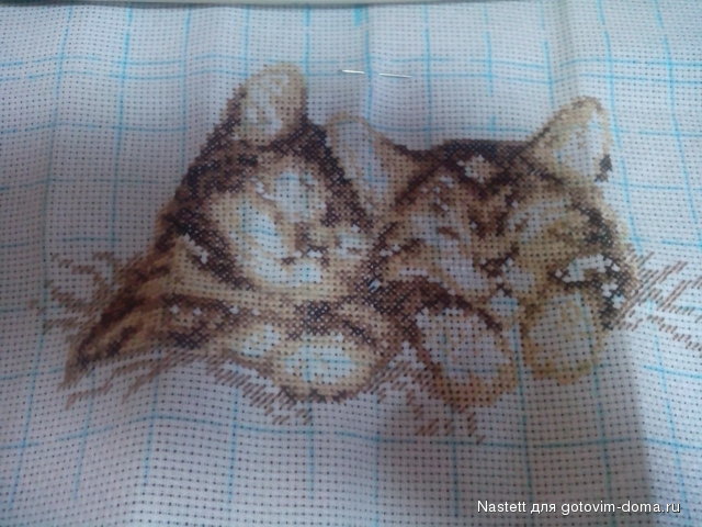 Котята 24.12.2013.jpg