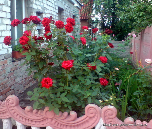 DSC00629.jpg