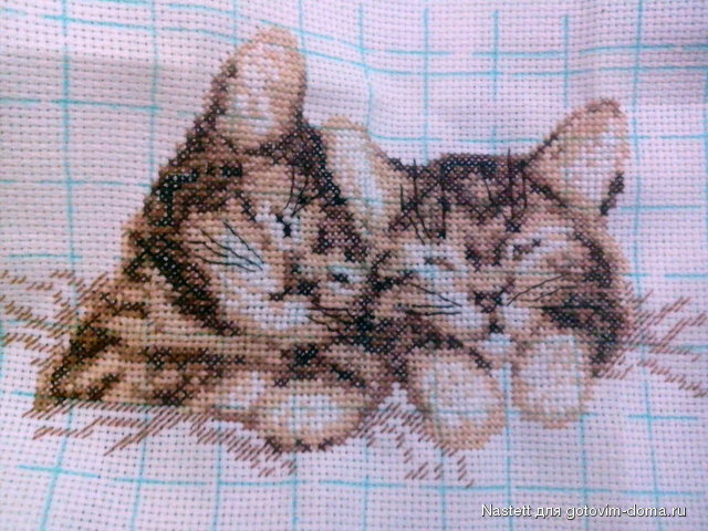 Котята готовы 25.12.2013.jpg
