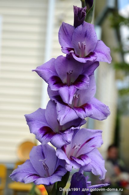 DSC_0069.JPG
