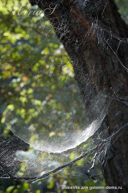 DSC_0327c.jpg