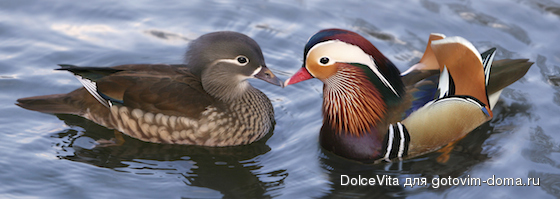 Feng-Shui-Love-Tips-Mandarin-Duck.jpg