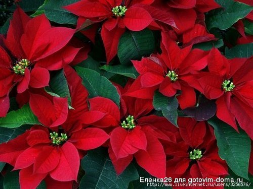 44984477_normal_33_flowers[1].jpg
